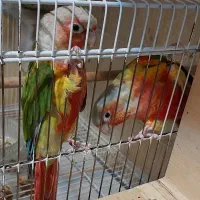 جفت گرینچیک آناناسی دبل رد اکستریم نر و ماده بالغ|پرنده|مشهد, سعد آباد|دیوار