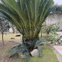 سیکاس حدودا ۹ ساله|گل و گیاه طبیعی|محمودآباد, |دیوار