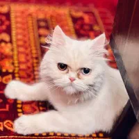 گربه پرشین چشم دورنگ