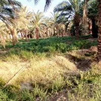 باغبان|خدمات باغبانی و درختکاری|میرجاوه, |دیوار