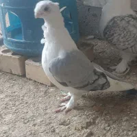 کبوتر زینتی|پرنده|شوشتر, |دیوار