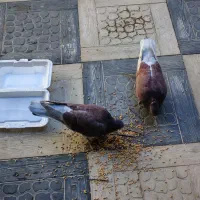 کبوتر پیدا شده