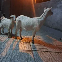 یک بز سانن اصل وبزغاله نر ۲۰ کیلو مفت