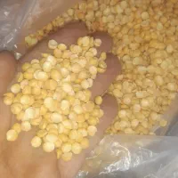 لوبیا چیتی ۳۳۰