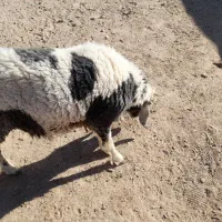 بره نر جری|حیوانات مزرعه|زاهدان, |دیوار