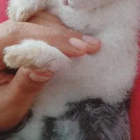 خرگوش نرچشم آبی