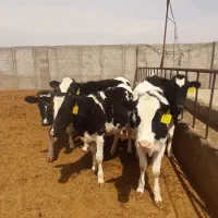 اجاره-دامداری-فعال