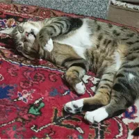 گمشده ، گربه پلنگی  ماده ، ۳ ساله|گربه|تبریز, |دیوار