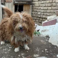 واگذاری سگ پاکوتا