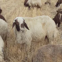 قوچ شیره دارداشتی|حیوانات مزرعه|کرمانشاه, |دیوار