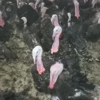 بوقلمون نر پرواری