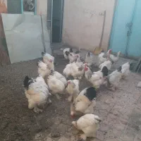 خروس و جوجه برهما