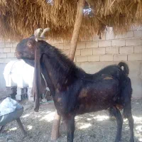نری کاموری اصل