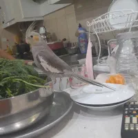 جوجه عروس هلندی