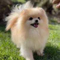 فرنچ بولداگ گلدن رتریور پامر