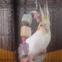 جوجه عروس سرلاکی از ۱ روز تا ۱۵ روز