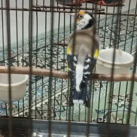 سهره|پرنده|قرچک, داوود آباد|دیوار