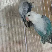 جفت کوتوله برزیلی یووینگ