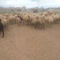 فروش بره برای عید قربان در هر وزنی بخوای دارم