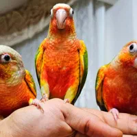 طوطی گرینچیک آناناسی سوپر اکستریم رد