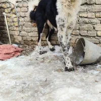 توله سگ ۱۱ماه گله ای آدمی