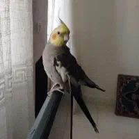 عروس هلندی نر