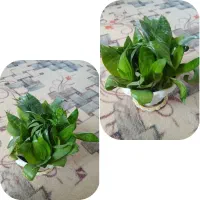 گل سانسوریا|گل و گیاه طبیعی|یاسوج, |دیوار