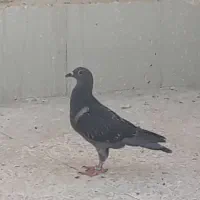 طوقی دوتا نر مسافتی یدونه مفلق