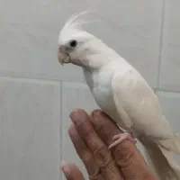 عروس هلندی آلبینو