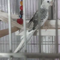 عروس هلندی نر آلبینو دوکت