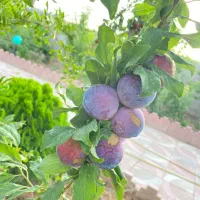 باغ ویلامعاوضه باخودرو