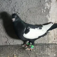 سینه سیاه نر|پرنده|مشهد, امیریه|دیوار