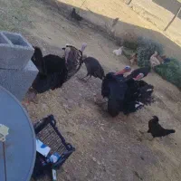 بوقلمون