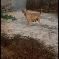 سگ سرابی ماده با دو تا توله قیمت قیمت ۵ میلیون|سگ|تالش, هشتپر|دیوار
