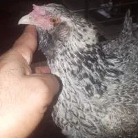 مرغ محلی ریش درشت|حیوانات مزرعه|بندرعباس, |دیوار