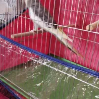 2تا عروس نر|پرنده|بندرعباس, |دیوار