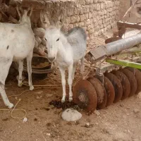 خر و کره خر|حیوانات مزرعه|بجنورد, |دیوار