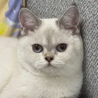 گربه بریتیش ماده ۵ ماهه اصیل
