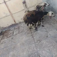 گوسفند داشتی