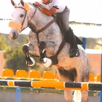 آموزش سوارکاری از مبتدی تا پیشرفته