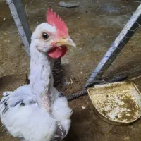 مرغ و جوجه محلی|حیوانات مزرعه|جم, |دیوار