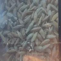 جو  ایرانی بوم دارم تو گونی هستن