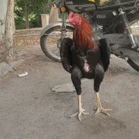 تخم مرغ لاری نطفه دار نسل خوب