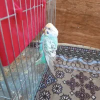 یک مرغ عشق یک فنج|پرنده|میناب, |دیوار