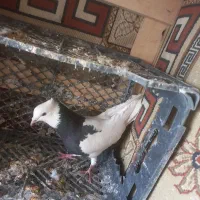 طوق سیاه|حیوانات|کرمانشاه, |دیوار