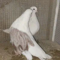 دوجفت دوکت سرو نک ریز کشیده بلند و یک جفت سرخ|پرنده|خمینیشهر, |دیوار