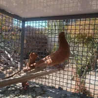 کبوتر زرد|پرنده|مروست, |دیوار