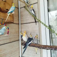 انواع پرنده  عروس هلندی مرغ عشق برزیلی