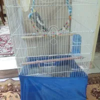 قفس بلند در نو با لوازم