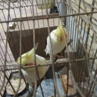 جفت طوطی عروس|پرنده|بهبهان, |دیوار